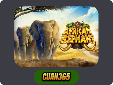 African Elephant